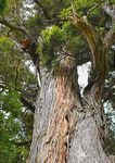 Taikākā Learning and teaching strategies to optimise academic achievement in a Māori-medium Initial Teacher Education Programme