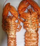 Unama'kik Jakejue'ka'timk - Food, Social, and Ceremonial Lobster Fishery Management Plan for Unama'ki 2007-2008