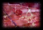 The Marimba Workshop (PTY) LTD