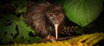 Kiwi Recovery Plan 2018-2028 Mahere Whakaora Kiwi 2018-2028 - Department of Conservation