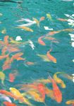 Fisheries and Aquaculture - Talking Rural India Forward - Nabard