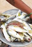 Fisheries and Aquaculture - Talking Rural India Forward - Nabard