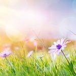 Spring offers 2020 from Young Innovations - 01 April - 31 May 2020 - YOUNG DENTAL