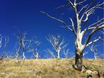Recurring fires are threatening the iconic snow gum - Phys.org