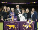 The Bichon Frise Club of America, Inc. Business Issue