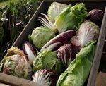 Radicchio 2021 - Osborne Seeds