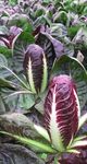 Radicchio 2021 - Osborne Seeds