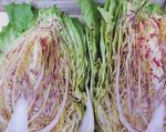 Radicchio 2021 - Osborne Seeds