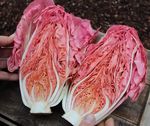 Radicchio 2021 - Osborne Seeds