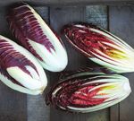 Radicchio 2021 - Osborne Seeds