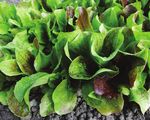 Radicchio 2021 - Osborne Seeds