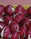 Radicchio 2021 - Osborne Seeds