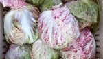 Radicchio 2021 - Osborne Seeds