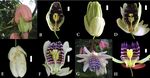Imprecise descriptions of Passiflora riparia Martius ex Masters led to redundant descriptions as P. emiliae Sacco, P. crenata Feuillet & Cremers ...