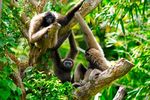 Veterinary Study Tour to Borneo and the Malay Peninsula 20 April - 2 May 2021