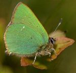 Welcome to the latest update from the Lancashire branch of Butterfly Conservation