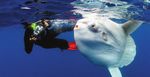 Snorkeling with blue whaleS - BigAnimals.com