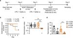 The role of neutrophil gelatinase associated lipocalin and iron homeostasis in object recognition impairment in aged sepsis survivor rats