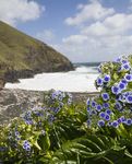 The chatham islands 2021/22 wild earth travel - Discover the birds, plants & people of the Chatham Islands
