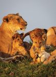 Wild Africa Photo Safari - Tanzania & Kenya, January 10-20, 2020 - Wild Departures