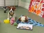 THE BULLETIN - VISIT FROM THE DOG'S TRUST - Brougham Street Nursery ...