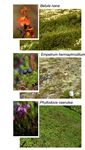 DENDROMETER MEASUREMENTS OF ARCTIC-ALPINE DWARF SHRUBS AND MICRO-ENVIRONMENTAL DRIVERS OF PLANT GROWTH - DATASET FROM LONG-TERM ALPINE ECOSYSTEM ...