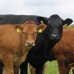 2011 Animal Health Ireland