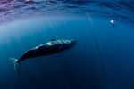 The Blue Whales in the Untouched Underwater Paradise of Timor Leste