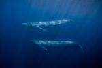 The Blue Whales in the Untouched Underwater Paradise of Timor Leste