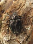European Workshop Monitoring of saproxylic beetles and other insects protected in the European Union - Regione Emilia-Romagna