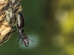 European Workshop Monitoring of saproxylic beetles and other insects protected in the European Union - Regione Emilia-Romagna