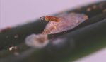 Managing Scale Insects and Mealybugs on Turfgrass1 - EDIS