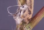 Managing Scale Insects and Mealybugs on Turfgrass1 - EDIS