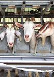 FEED TO SUCCEED - NRM feeds