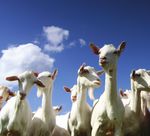 FEED TO SUCCEED - NRM feeds