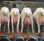 FEED TO SUCCEED - NRM feeds