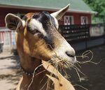 FEED TO SUCCEED - NRM feeds