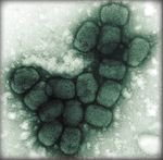 Use of Genomics to Track Coronavirus Disease Outbreaks, New Zealand
