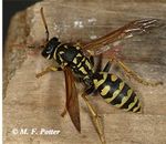 Controlling Wasps, Hornets and Yellowjackets - Entomology