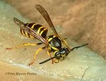 Controlling Wasps, Hornets and Yellowjackets - Entomology