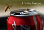Controlling Wasps, Hornets and Yellowjackets - Entomology