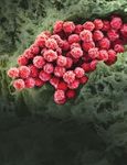 Clarified Açaí (Euterpe oleracea) Juice as an Anticonvulsant Agent: In Vitro Mechanistic Study of GABAergic Targets