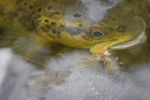 AUGUST 2017 - Anglers Alliance Tasmania