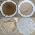 Evaluation and optimisation of extraction methods suitable for the analysis of microplastic particles occurring in the edible part of seafood - EFSA