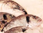 Evaluation and optimisation of extraction methods suitable for the analysis of microplastic particles occurring in the edible part of seafood - EFSA