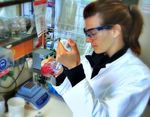 Evaluation and optimisation of extraction methods suitable for the analysis of microplastic particles occurring in the edible part of seafood - EFSA
