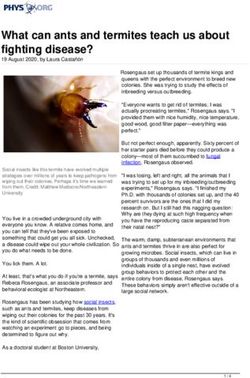 What can ants and termites teach us about fighting disease? - Phys.org