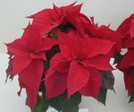 Poinsettia Temperature Management after Flower Induction