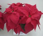 Poinsettia Temperature Management after Flower Induction