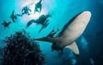 SARDINE RUN 2019 - Shark Explorers